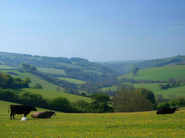 Photograph of cows laying in a field