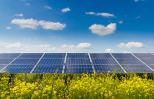 Photograph of solar panels with yellow flowers